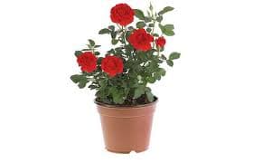Plantula - Rosas