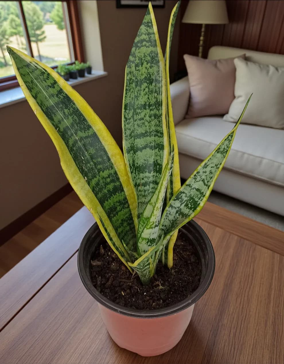 Sansevieria